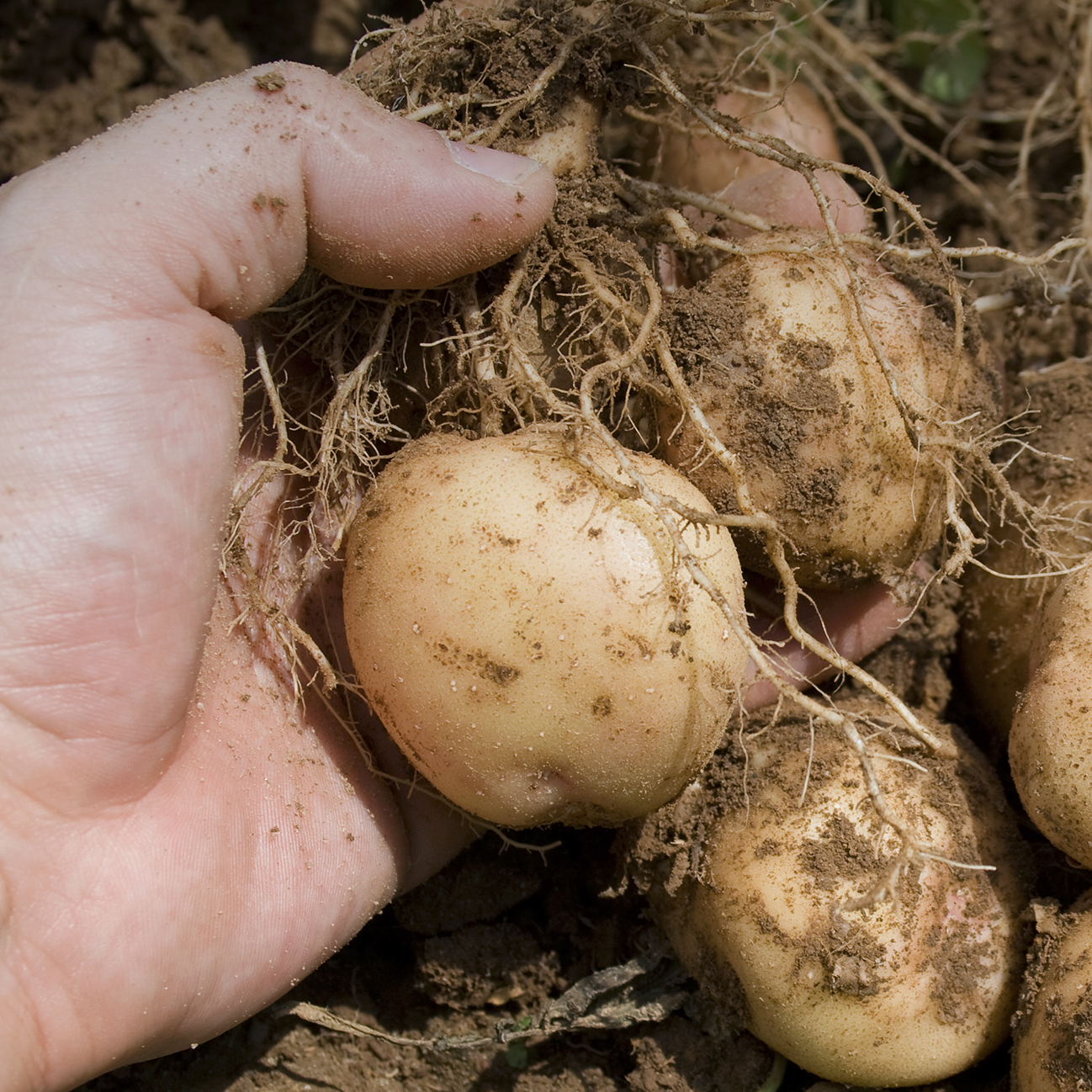 Produktion af kartoffelmel og biprodukter på moderne udstyr